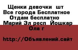 Щенки девочки 4шт - Все города Бесплатное » Отдам бесплатно   . Марий Эл респ.,Йошкар-Ола г.